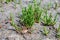 Botanical collection, edible sea succulent plant, Salicornia or sea glassworth weed, growing on salt marshes