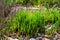 Botanical collection, edible sea succulent plant, Salicornia or sea glassworth weed, growing on salt marshes