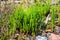 Botanical collection, edible sea succulent plant, Salicornia or sea glassworth weed, growing on salt marshes