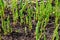 Botanical collection, edible sea succulent plant, Salicornia or sea glassworth weed, growing on salt marshes