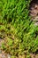 Botanical collection, edible sea succulent plant, Salicornia or sea glassworth weed, growing on salt marshes