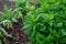 Botanical collection, green leaves of eupatorium cannabinum plant