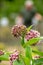 Botanical collection of insect friendly or decorative plants and flowers, Asclepias syriaca or milkweed, butterfly flower,