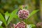 Botanical collection of insect friendly or decorative plants and flowers, Asclepias syriaca or milkweed, butterfly flower,