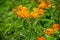 Botanical collection of insect friendly or decorative plants and flowers, Asclepias tuberosa or milkweed, butterfly flower,