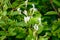 Botanical collection of medicinal and climbing plants, Jasminum officinale, jasmine plant in blossom