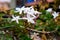 Botanical collection of medicinal and climbing plants, Jasminum officinale, jasmine plant in blossom