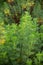 Botanical collection of medicinal and cosmetic plants and herbs, Artemisia abrotanum or southernwood, lad\\\'s love plant