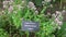 Botanical collection of medicinal and edible plants, blossom of aromatic oregano or origanum vulgare kitchen herb
