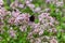 Botanical collection of medicinal and edible plants, blossom of oregano or origanum vulgare kitchen herb