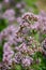 Botanical collection of medicinal and edible plants, blossom of oregano or origanum vulgare kitchen herb