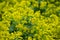 Botanical collection of medicinal plants, Alchemilla vulgaris or common lady`s mantle plant
