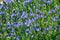 Botanical collection of medicinal plants, blue blossom of echium vulgare or bugloss blueweed plants