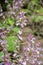 Botanical collection of medicinal plants and herbs,pink flowers of salvia scarlea plant used in aromatherapy and medicine