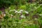 Botanical collection, myrrh chervil or myrrhis odorata medicinal plant
