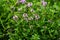 Botanical collection, purple blossom of medicinal and aromatic plant satureja or thyme