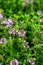 Botanical collection, purple blossom of medicinal and aromatic plant satureja or thyme