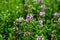 Botanical collection, purple blossom of medicinal and aromatic plant satureja or thyme