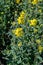 Botanical collection, Rapeseed Brassica napus bright-yellow flowering plant, cultivated for its oil-rich seed, source of vegetable