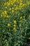 Botanical collection, Rapeseed Brassica napus bright-yellow flowering plant, cultivated for its oil-rich seed, source of vegetable