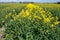 Botanical collection, Rapeseed Brassica napus bright-yellow flowering plant, cultivated for its oil-rich seed, source of vegetable