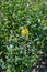 Botanical collection, Rapeseed Brassica napus bright-yellow flowering plant, cultivated for its oil-rich seed, source of vegetable