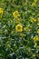 Botanical collection, Rapeseed Brassica napus bright-yellow flowering plant, cultivated for its oil-rich seed, source of vegetable