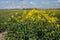 Botanical collection, Rapeseed Brassica napus bright-yellow flowering plant, cultivated for its oil-rich seed, source of vegetable