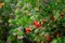 Botanical collection, ripe colorful flowers of Arbutus unedo, strawberry tree, evergreen shrub or small tree in the family