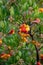 Botanical collection, ripe colorful flowers of Arbutus unedo, strawberry tree, evergreen shrub or small tree in the family