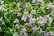 Botanical collection of useful plants, blossom of saponaria officialis or soapwort