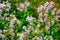 Botanical collection of useful plants, blossom of saponaria officialis or soapwort