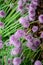 Botanical collection, violet blossom of edible, medicinal, ornamental garden plant Alllium, chive onion plant