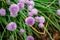 Botanical collection, violet blossom of edible, medicinal, ornamental garden plant Alllium, chive onion plant