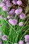 Botanical collection, violet blossom of edible, medicinal, ornamental garden plant Alllium, chive onion plant