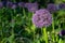 Botanical collection, violet blossom of ornamental garden plant Alllium, chive onion plant