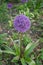 Botanical collection, violet blossom of ornamental garden plant Alllium, chive onion plant