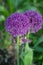 Botanical collection, violet blossom of ornamental garden plant Alllium, chive onion plant