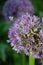 Botanical collection, violet blossom of ornamental garden plant Alllium, chive onion plant