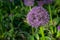 Botanical collection, violet blossom of ornamental garden plant Alllium, chive onion plant