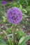 Botanical collection, violet blossom of ornamental garden plant Alllium, chive onion plant