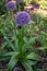 Botanical collection, violet blossom of ornamental garden plant Alllium, chive onion plant