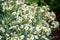 Botanical collection, white blossom of eadible sea shore plant Crambe maritima or sea kale,seakale or crambe flowering plant in