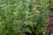 Botanical collection, young green leaves of Artemisia absinthium wormwood, absinthe, mugwort, wermout poisonous species of