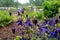 Botanical collection, young green leaves and violet flowers of garden poisoning plant  Aquilegia vulgaris or columbine, granny`s