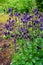 Botanical collection, young green leaves and violet flowers of garden poisoning plant  Aquilegia vulgaris or columbine, granny`s