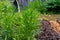 Botanical collection, young green plants of medicinal toxic plant Digitalis lanata or woolly foxglove or Grecian foxglove