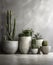 Botanical Display of Cactus Plants in concrete pots