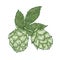 Botanical drawing of green fresh organic hop flower buds and leaves. Detail of perennial plant cultivated for beer