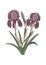 Botanical drawing of Iris February birth month flower.